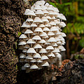 Fungal Gathering