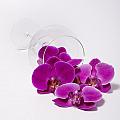 Spilled Orchids  54