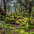 A Mossy Walk