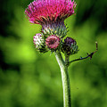 Scotland's National Flower