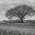 A Winter's Tree in Umbria