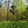 On a Florida Hike - 2